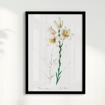 Lily II