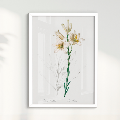 Lily II