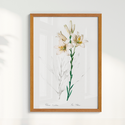 Lily II
