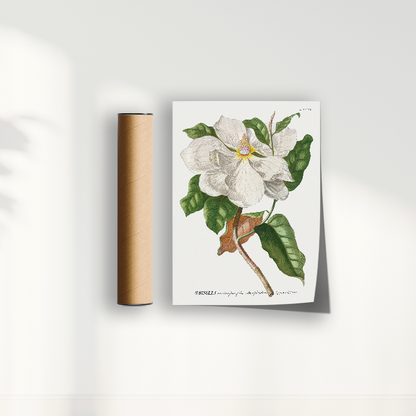 Quadro Magnolia