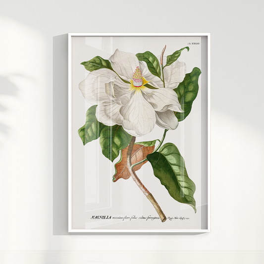 Quadro Magnolia