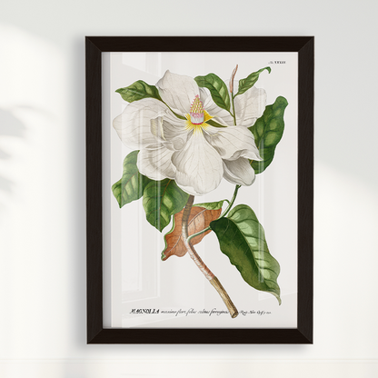 Quadro Magnolia