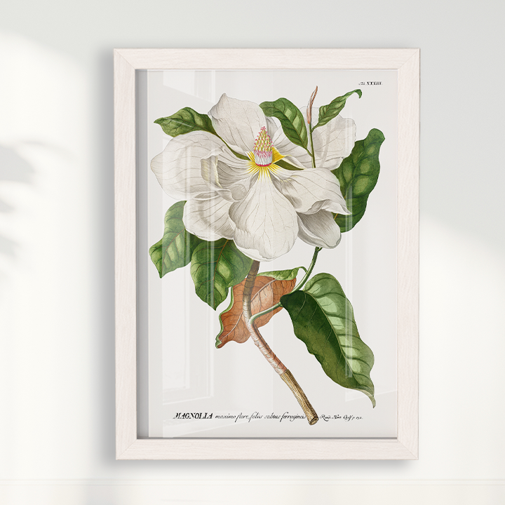 Quadro Magnolia