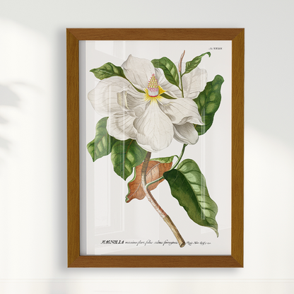 Quadro Magnolia