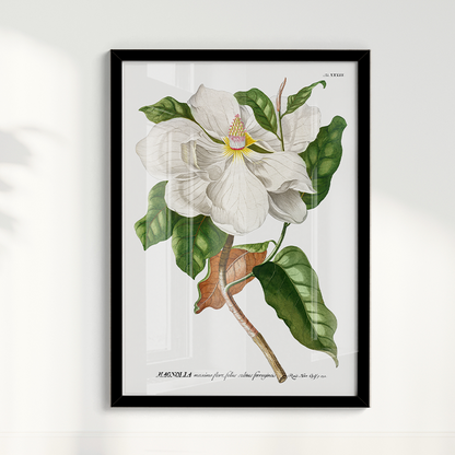 Quadro Magnolia