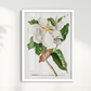 Quadro Magnolia