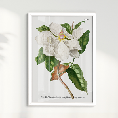 Quadro Magnolia