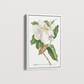 Quadro Magnolia