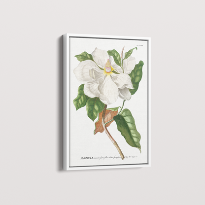 Quadro Magnolia