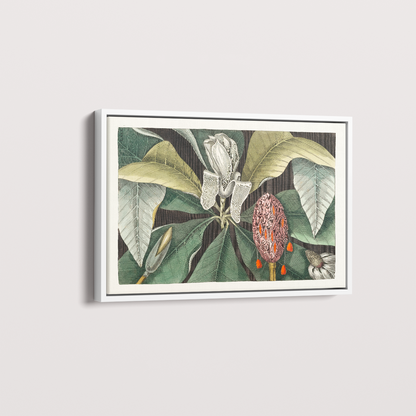 Quadro Magnólia Botânica Vintage Clássica