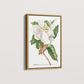 Quadro Magnolia