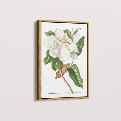 Quadro Magnolia