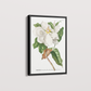 Quadro Magnolia