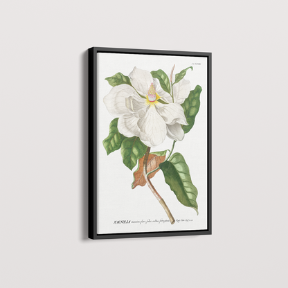 Quadro Magnolia