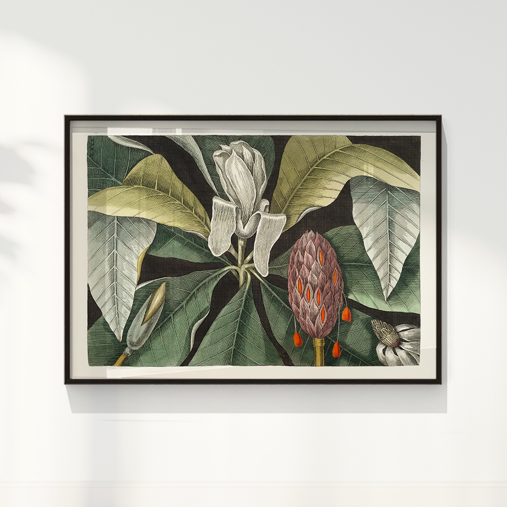 Quadro Magnólia Botânica Vintage Clássica