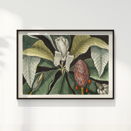 Quadro Magnólia Botânica Vintage Clássica