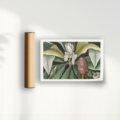 Quadro Magnólia Botânica Vintage Clássica