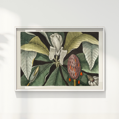 Quadro Magnólia Botânica Vintage Clássica