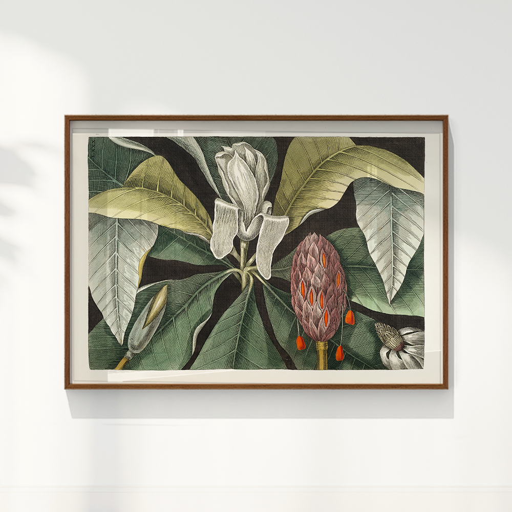 Quadro Magnólia Botânica Vintage Clássica