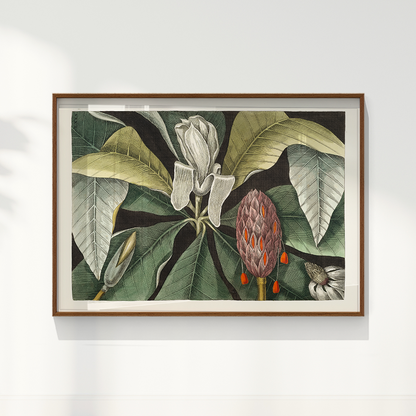 Quadro Magnólia Botânica Vintage Clássica