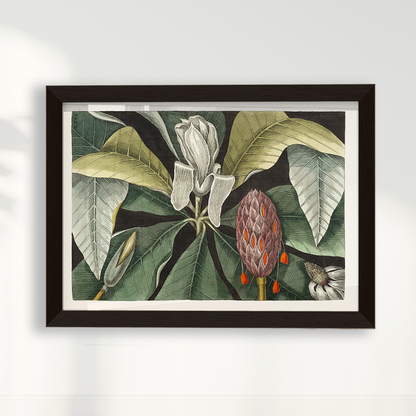 Quadro Magnólia Botânica Vintage Clássica
