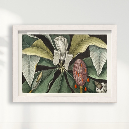 Quadro Magnólia Botânica Vintage Clássica