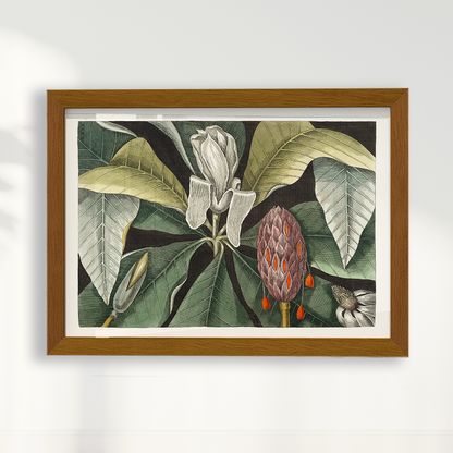 Quadro Magnólia Botânica Vintage Clássica