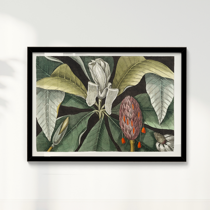 Quadro Magnólia Botânica Vintage Clássica