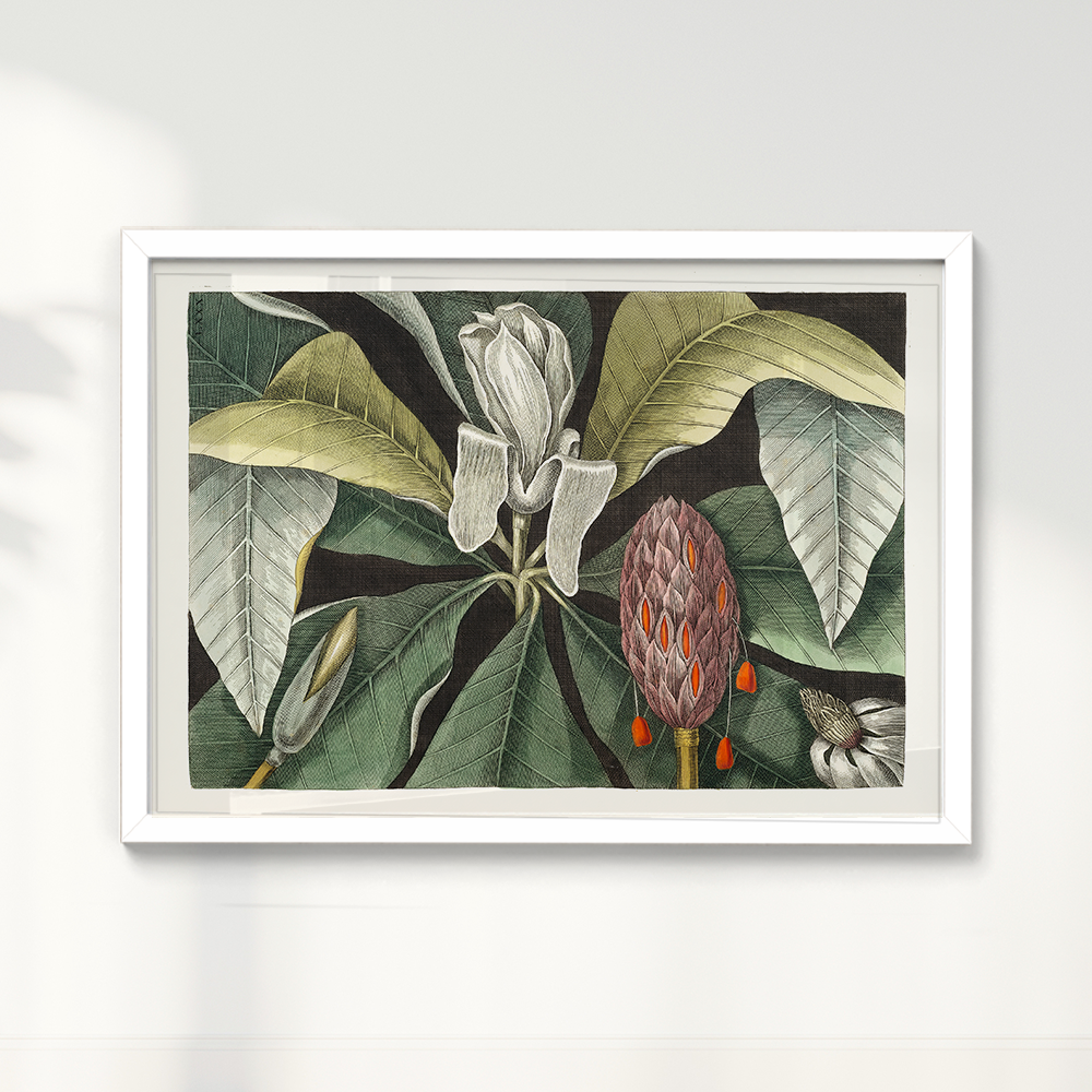 Quadro Magnólia Botânica Vintage Clássica