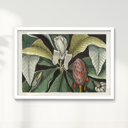 Quadro Magnólia Botânica Vintage Clássica
