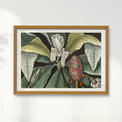 Quadro Magnólia Botânica Vintage Clássica