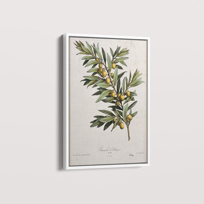 Quadro Ramo de Oliveira
