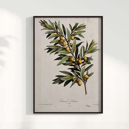Quadro Ramo de Oliveira