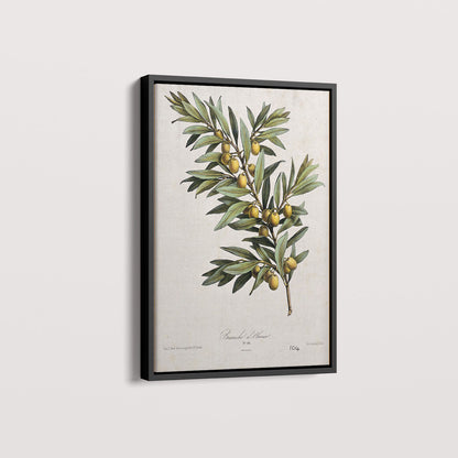 Quadro Ramo de Oliveira