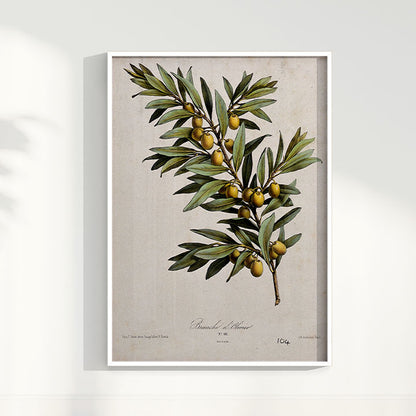 Quadro Ramo de Oliveira