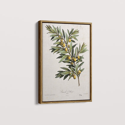 Quadro Ramo de Oliveira
