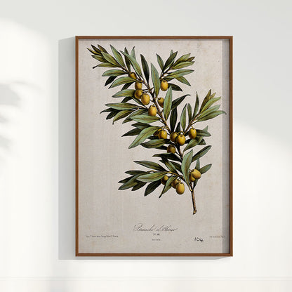 Quadro Ramo de Oliveira