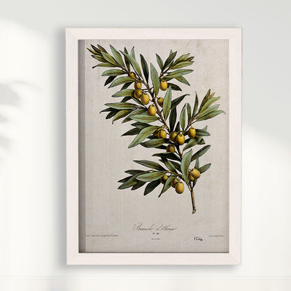 Quadro Ramo de Oliveira