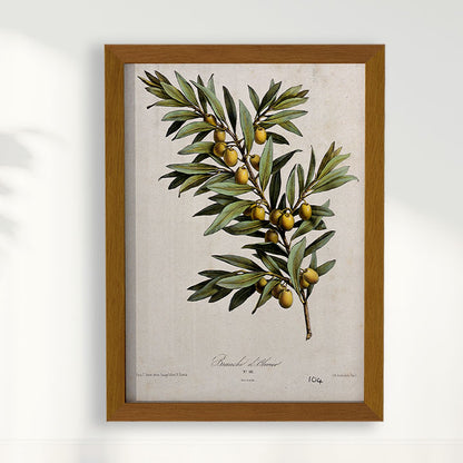 Composição de Quadros Dupla Botânica Oliveira e Café