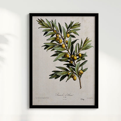 Quadro Ramo de Oliveira