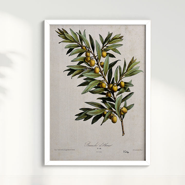 Quadro Ramo de Oliveira