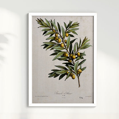 Quadro Ramo de Oliveira