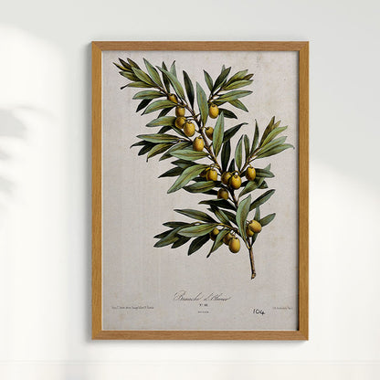 Quadro Ramo de Oliveira