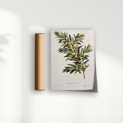 Quadro Ramo de Oliveira
