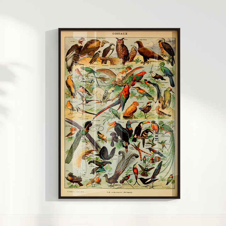 Quadro Oiseaux - Aves vintage