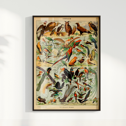 Quadro Oiseaux - Aves vintage