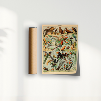 Quadro Oiseaux - Aves vintage