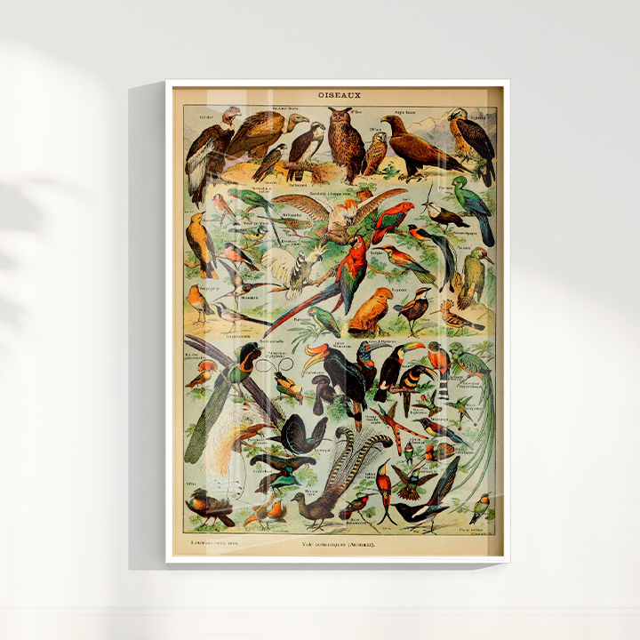 Quadro Oiseaux - Aves vintage