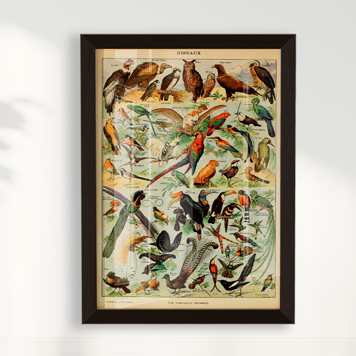 Quadro Oiseaux - Aves vintage