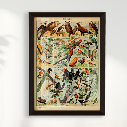 Quadro Oiseaux - Aves vintage
